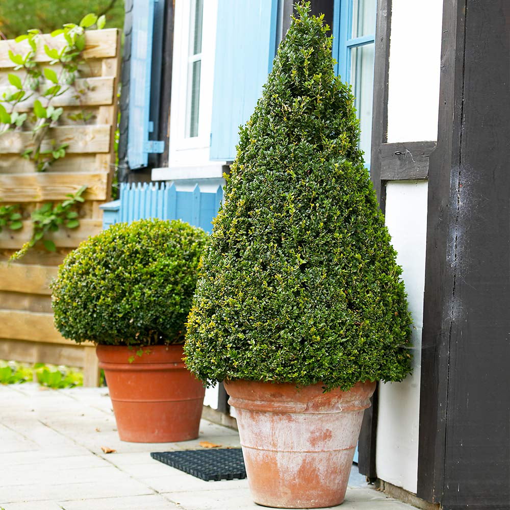 Wintergreen Boxwood Shrub