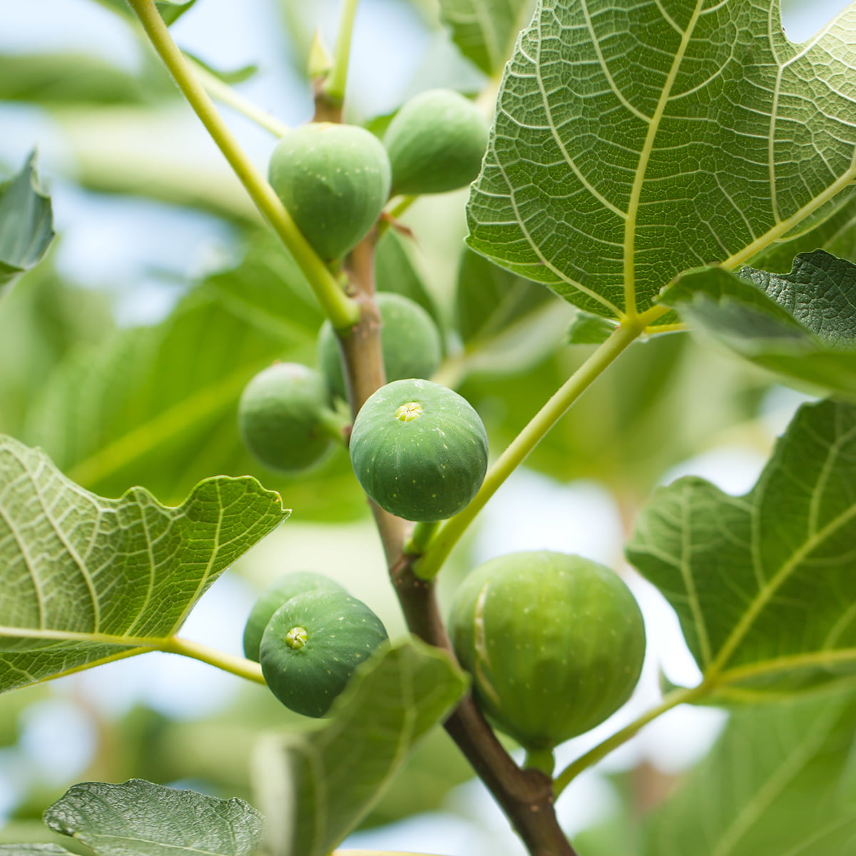 1 Gal. Celeste Fig Tree- Sugar Fig Fruit - Attractive Foliage