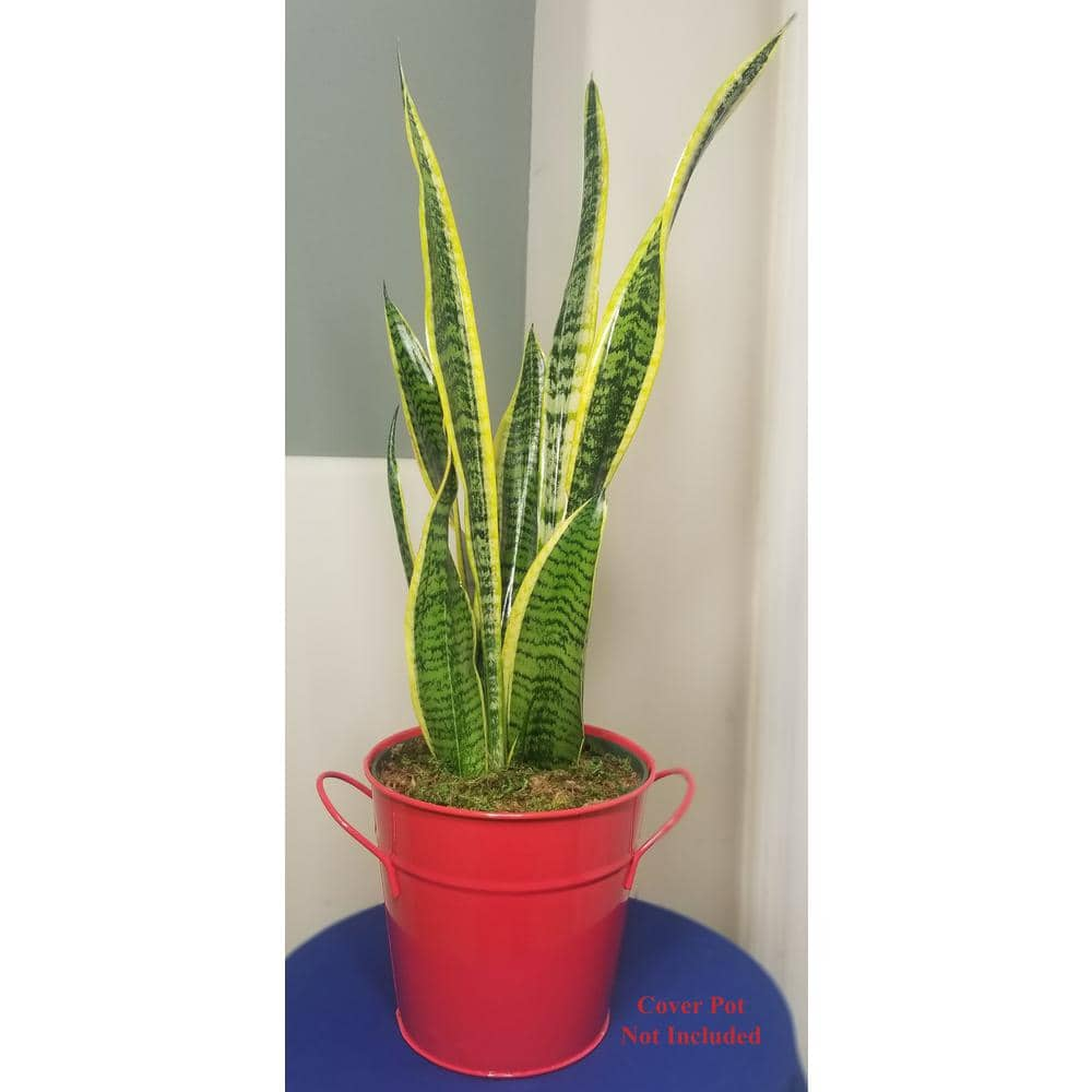 Sansevieria Snake Plant in 6 in. Growers Pot SanYel006