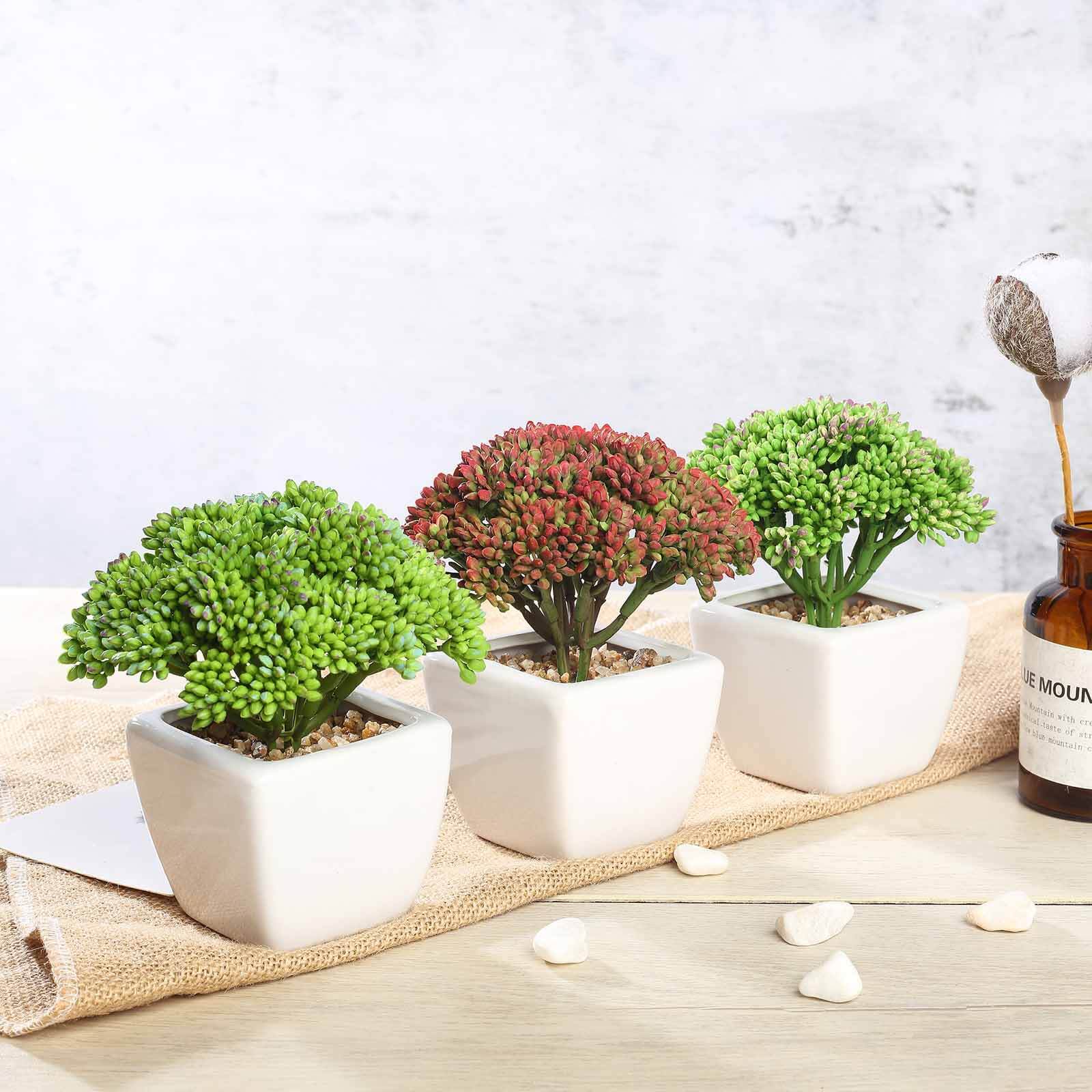 3 Pack Ceramic Planter Pot and Artificial Joy Sedum Succulent Plant 6