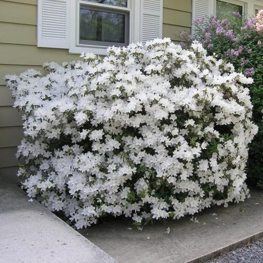 Delaware Valley White Azalea