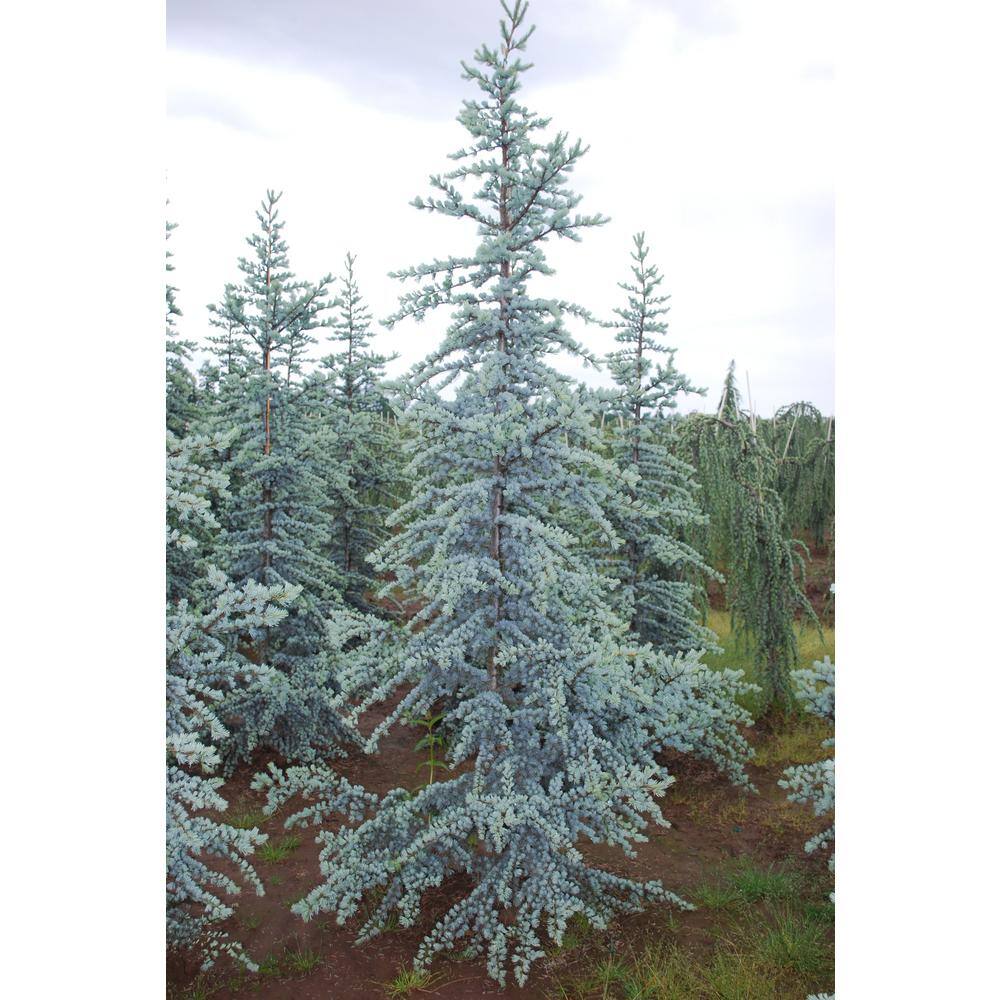 Online Orchards 1 Gal. Blue Atlas Cedar Tree with Sparkling Silver Blue Foliage EGCD001