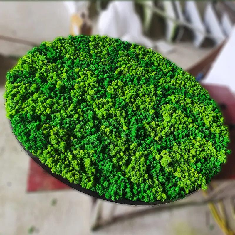 Garden Supplies Wholesale High Quality Stabilized Reindeer Musgo Art Wall Decoration Bulk Natural Preserved Moss