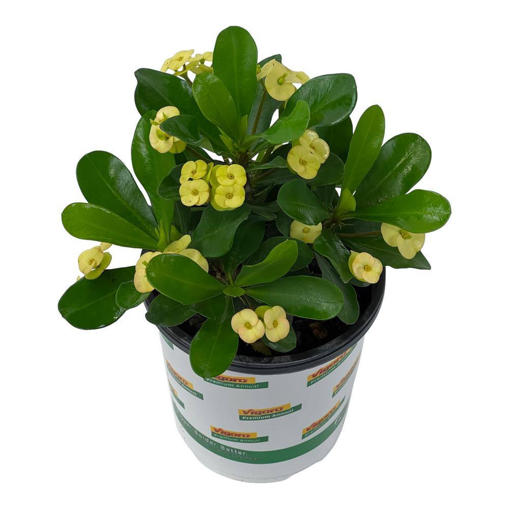 Vigoro 2.5 Qt. Crown of Thorns Plant Yellow Flowers in 6.33 In. Grower's Pot (2-Plants) DC1GCROWNYELL2