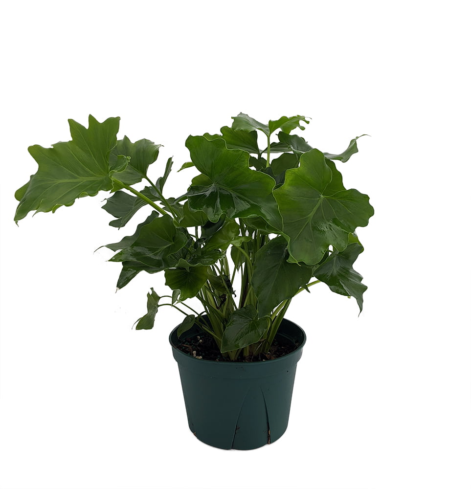 Shangri-La Philodendron - Easy to Grow House Plant - 6