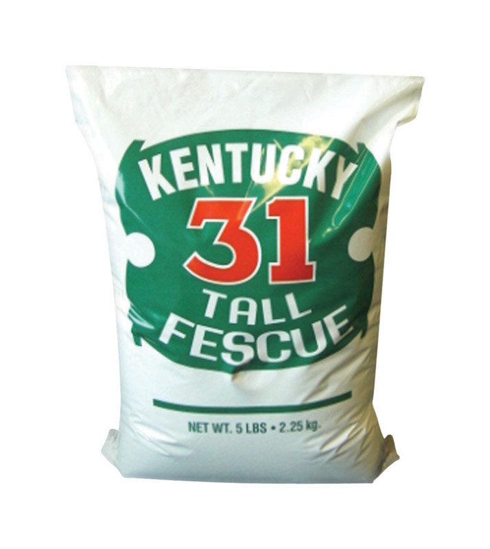 K-31 TALL FESCUE 5#