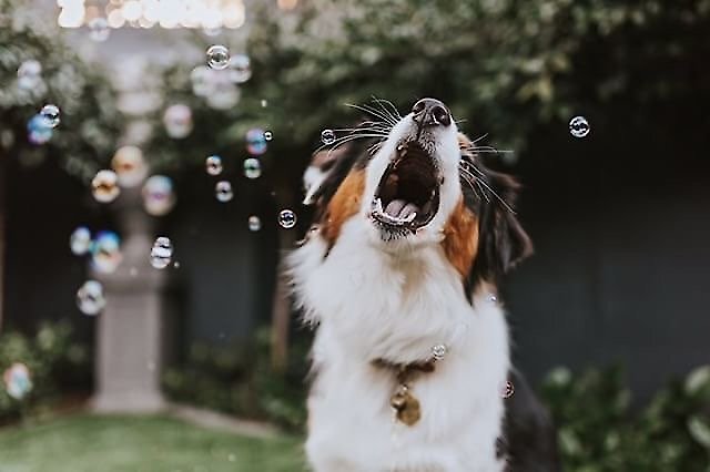 Pet Qwerks Incredibubbles for Dogs