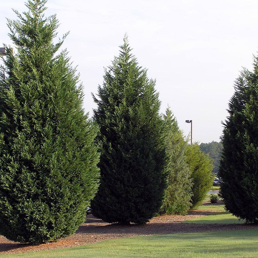 2.25 Gal. Leyland Cypress Evergreen Tree with Green Foliage (2-Pack) 15678