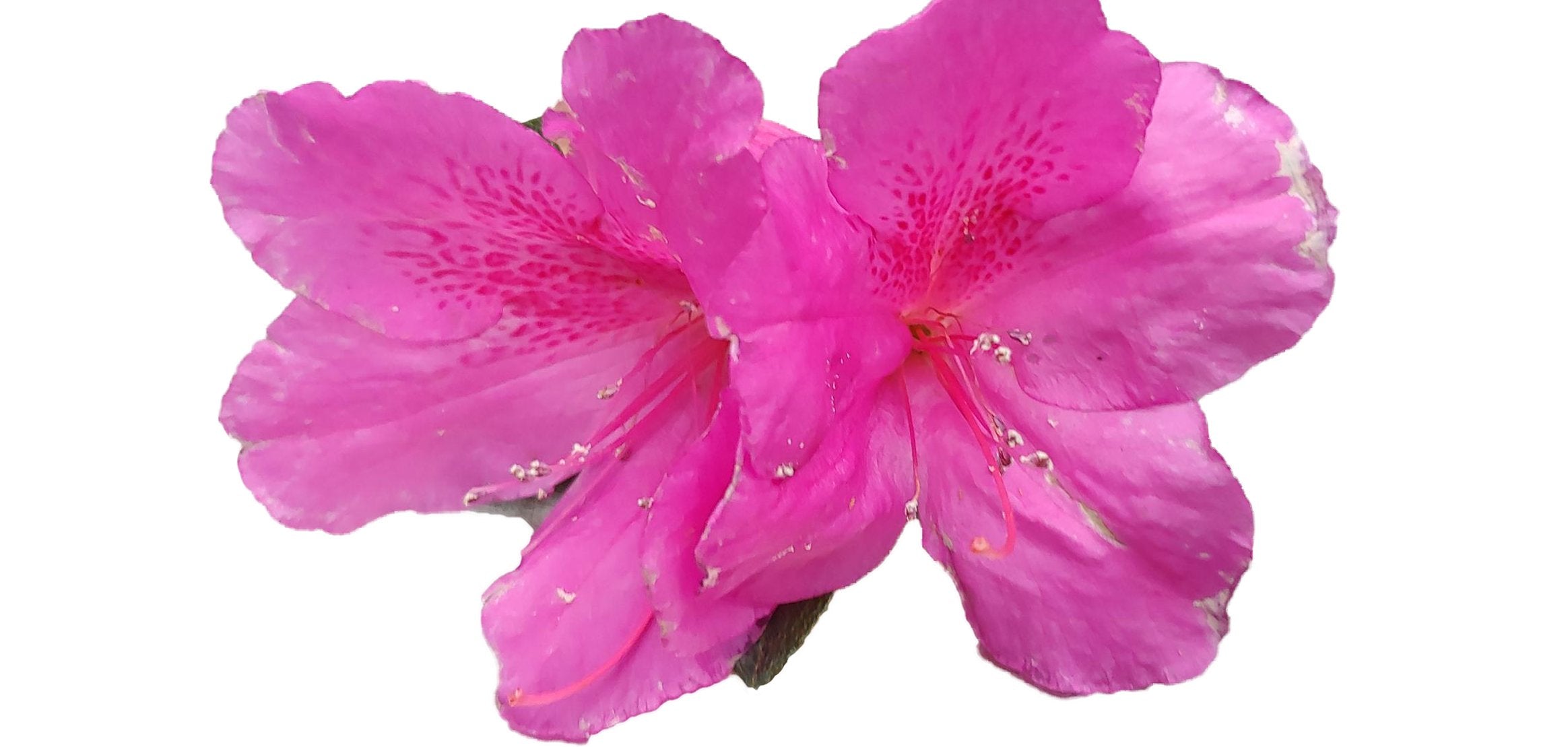 Azalea Purple Formosa Flower Gallon Pot