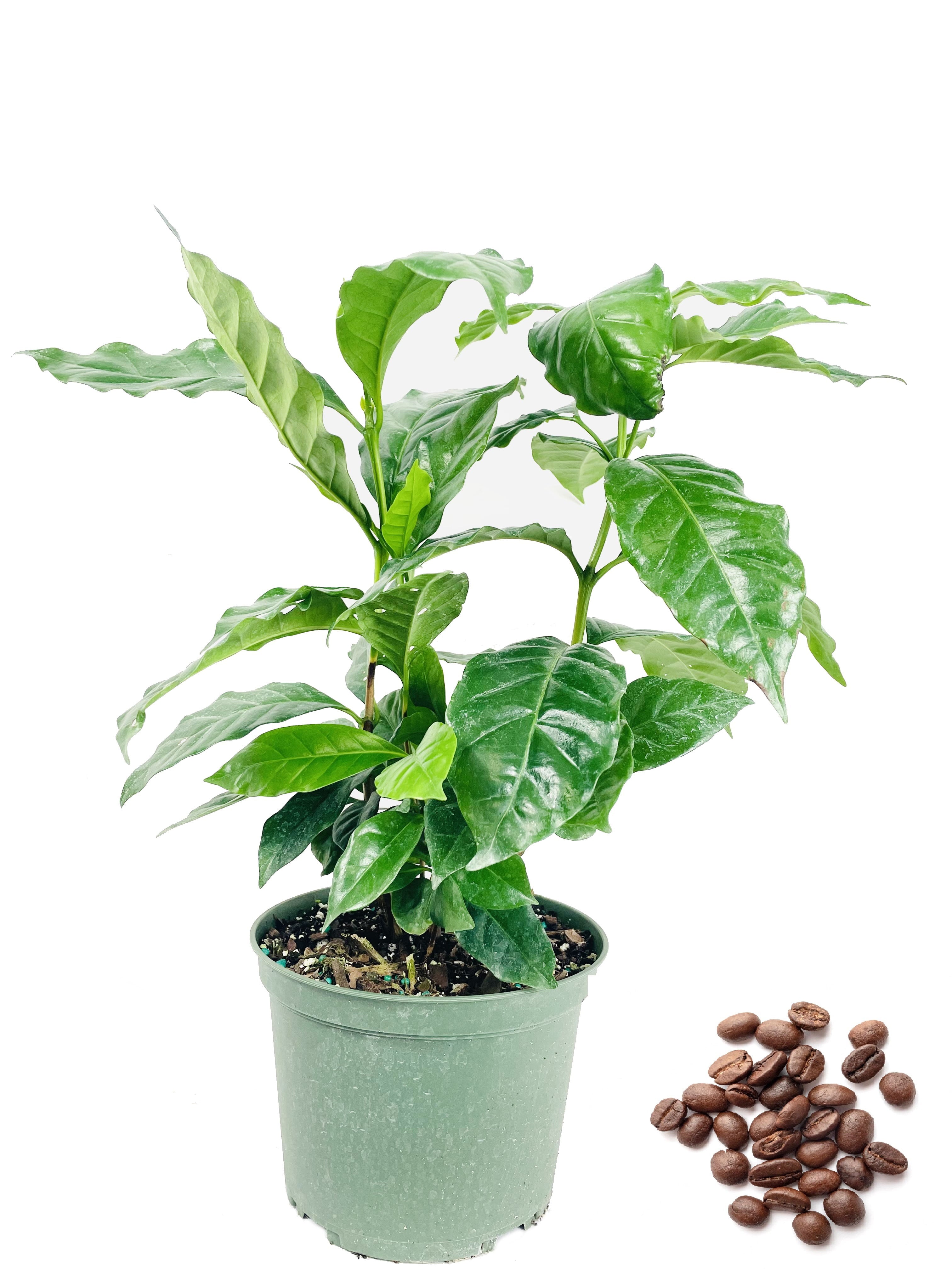 Coffee Plant - Live Plant in a 6 inch Pot - Coffea Arabica - Beautiful Easy Care Indoor Houseplant