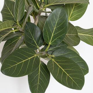 United Nursery Ficus Audrey Standard Live Indoor Outdoor Plant in 10 inch Grower Pot FAUDREY10GP