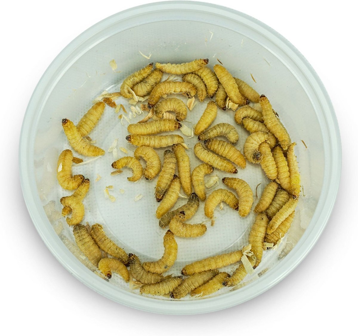 Josh's Frogs Juvenile Leopard Gecko Feeder Bundle