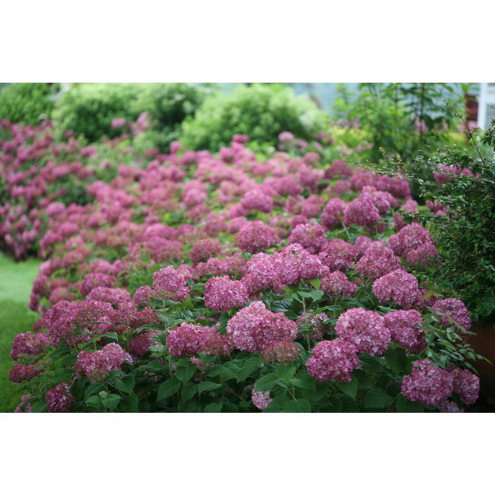 PROVEN WINNERS 4.5 in. Qt. Invincibelle Mini Mauvette Smooth Hydrangea (Hydrangea arborescens) Live Shrub Pink Flowers HYDPRC1167800