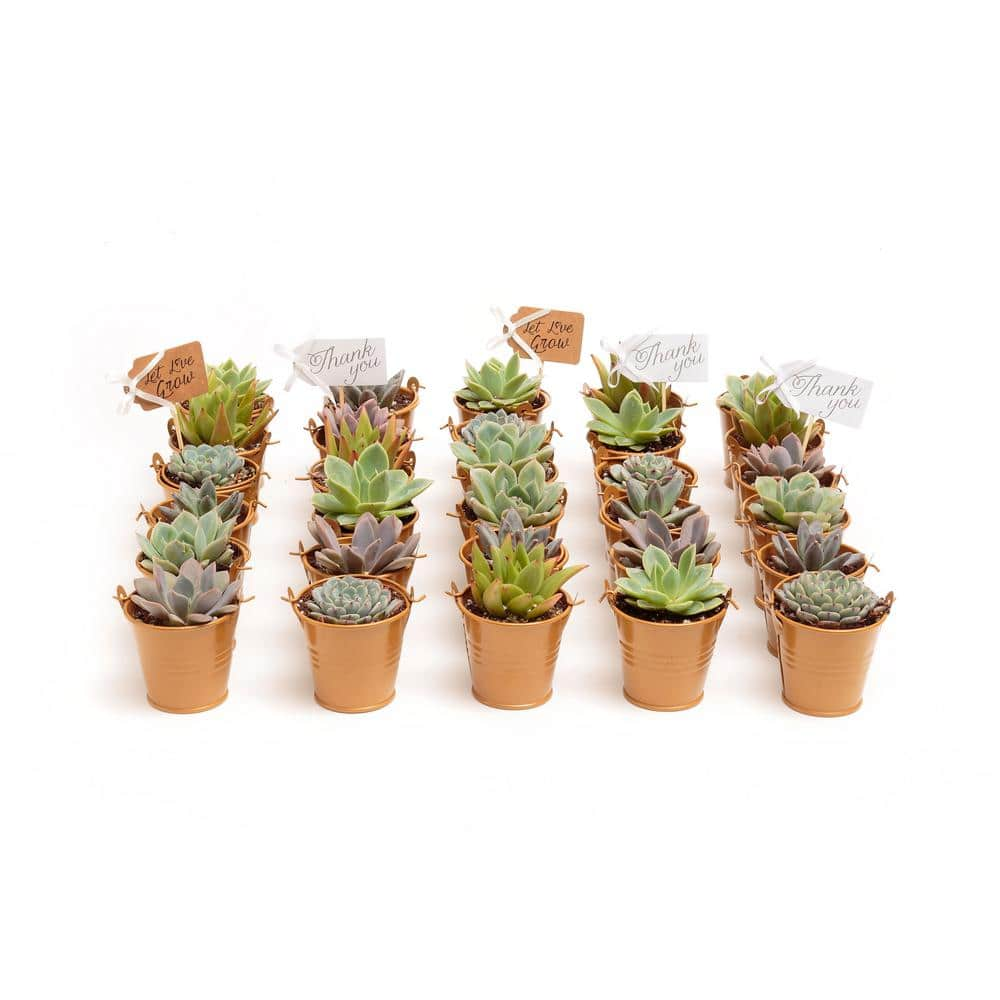 The Succulent Source 2 in. Wedding Event Rosette Succulents Plant with Caramel Metal Pails and Thank You Tags (30-Pack) 2-R-C-TY-30