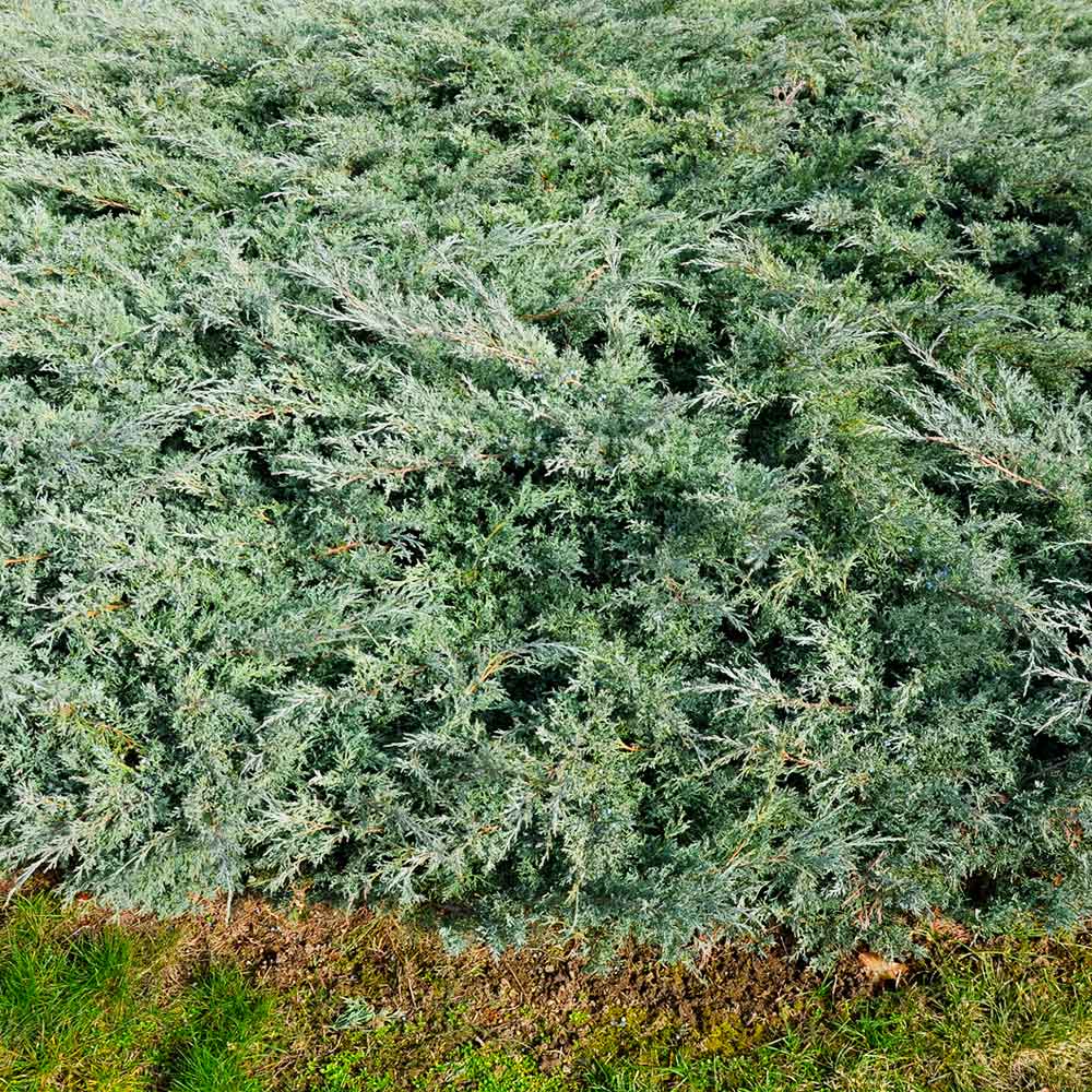 Blue Rug Juniper