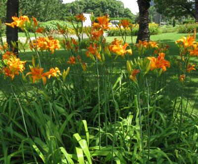 Classy Groundcovers - Hemerocallis 'Kwanso'  {25 Bare Root Plants}