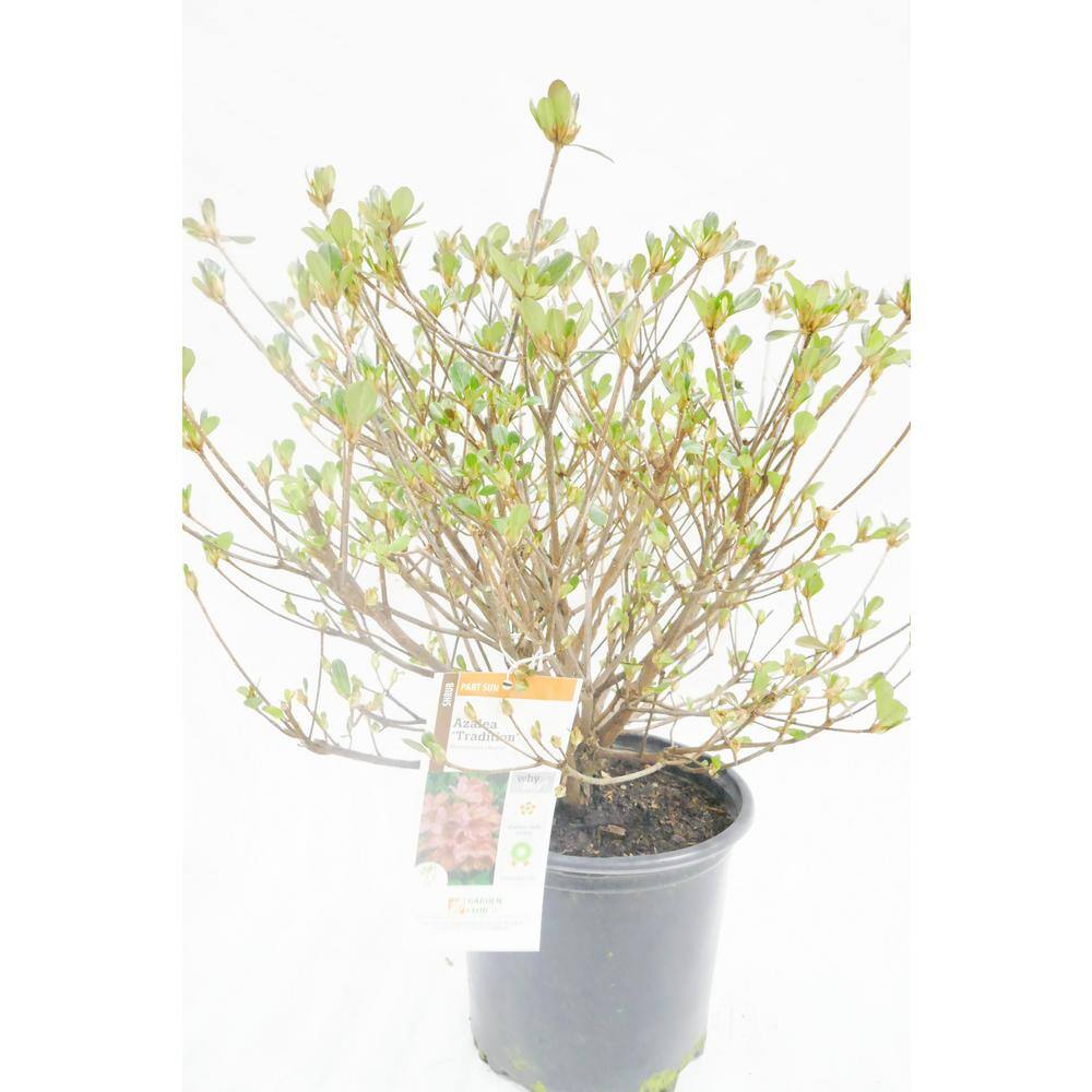 BELL NURSERY 1 Gal. Tradition Azalea Live Flowering Evergreen Shrub Pink Flowers AZLEA1TRA1PK