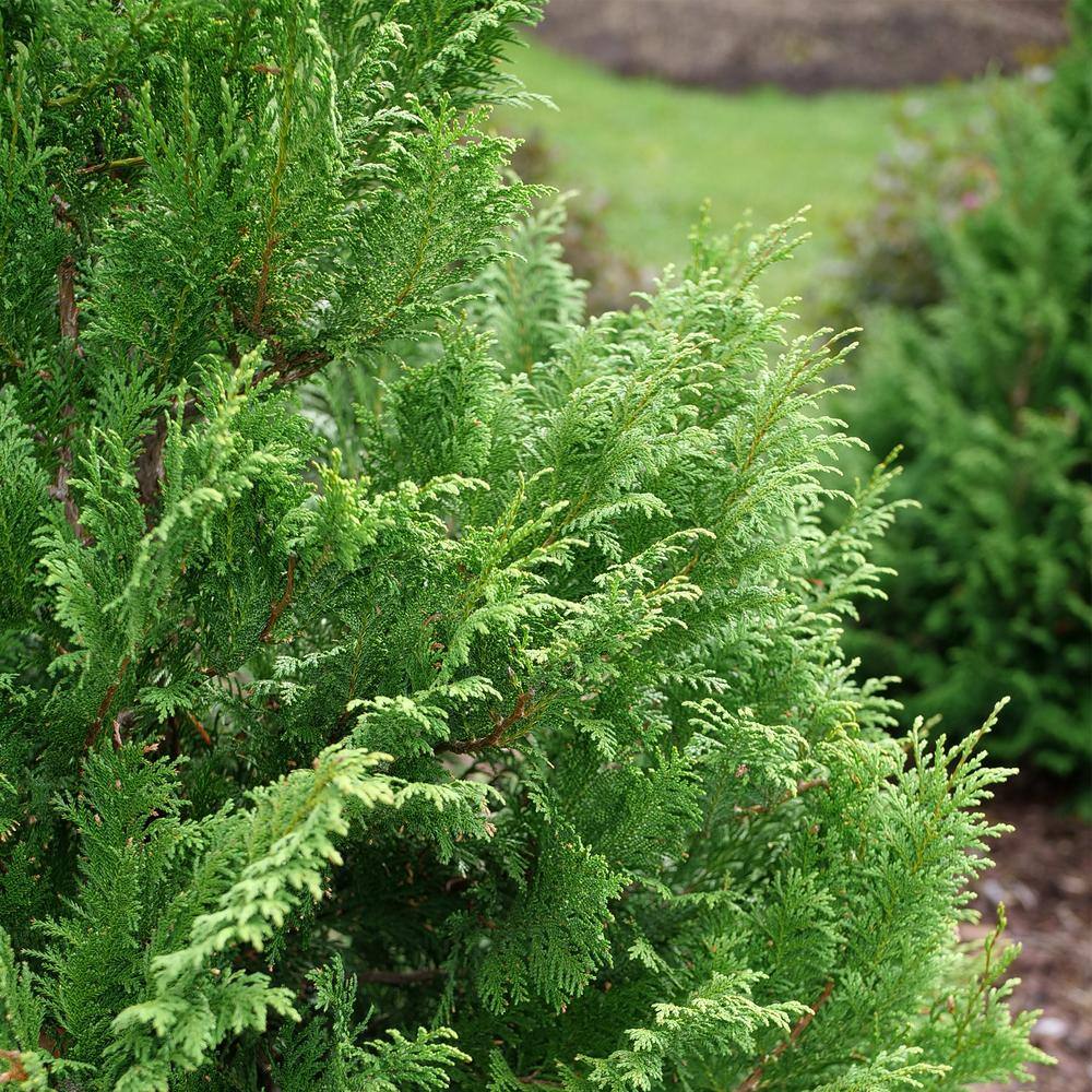 PROVEN WINNERS 2 Gal. Cedar Rapids Cypress Shrub 18320