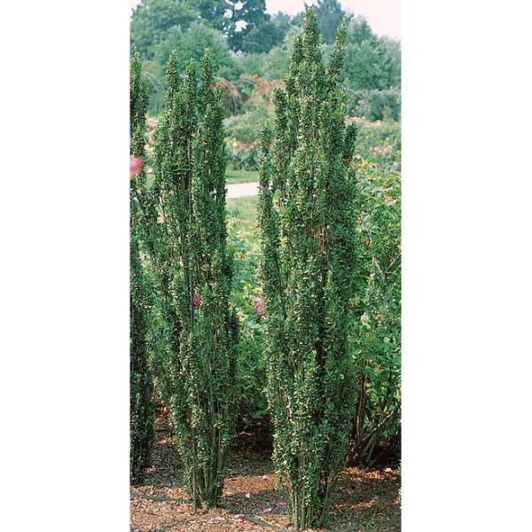 Online Orchards 1 Gal. Sky Pencil Japanese Holly Shrub Columnar Evergreen Especially Elegant in Containers and as Hedges EGHY001