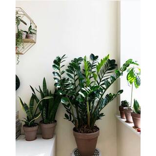 BELL NURSERY 2 Gal. ZZ Plant (Zamioculcas Zamiifolia) Live Indoor House Plant in 10 in. Nursery Pot ZPLAN10GRE1PK