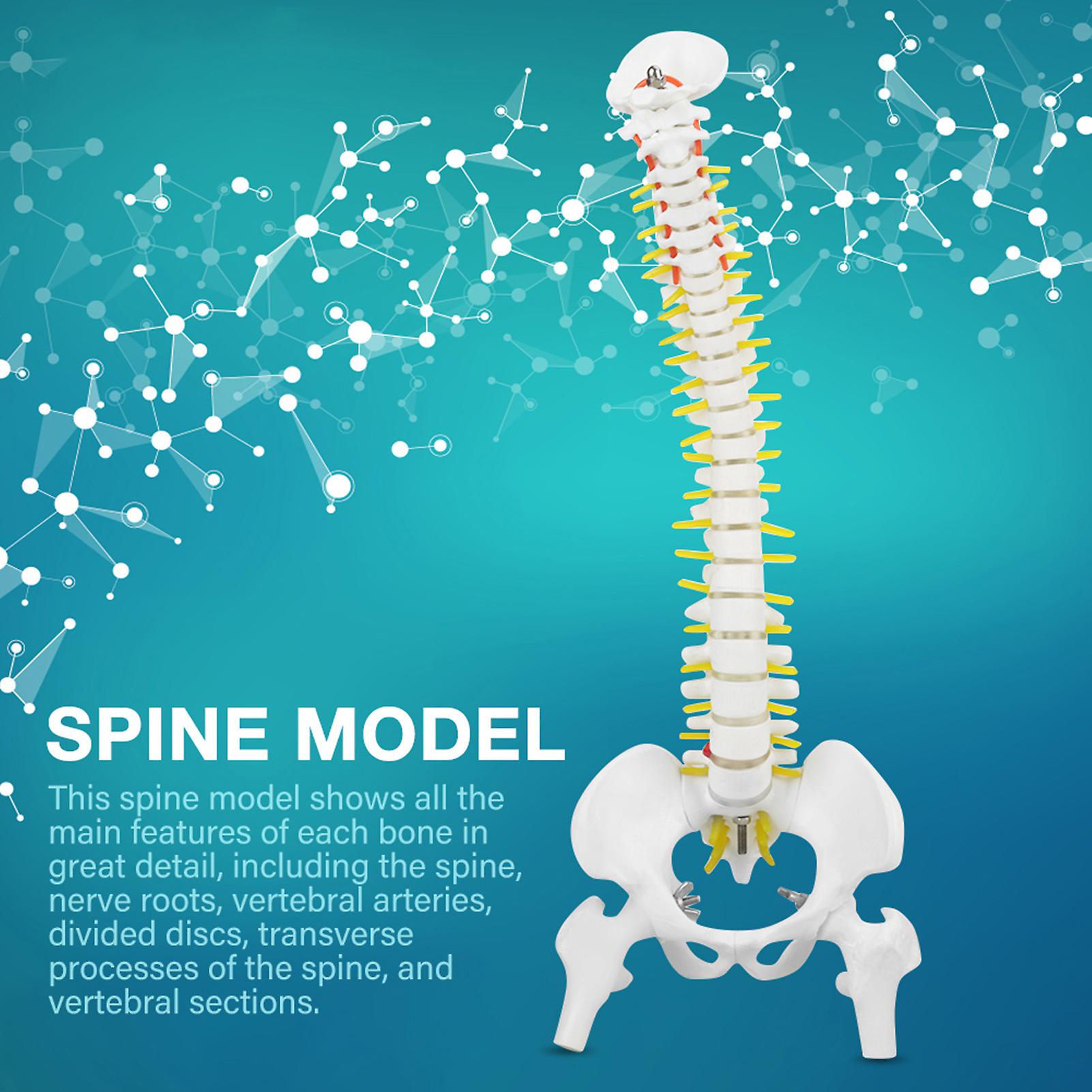 38cm Removable Flexible Human Spine Model For Skeleton Anatomy Study Teaching