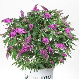 PROVEN WINNERS 3 Gal. Pugster Periwinkle Butterfly Bush (Buddleia) Live Shrub with Purple Flowers PWBUD3PER1PK