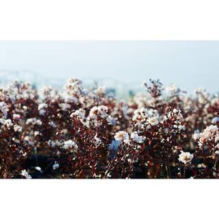 BLACK DIAMOND 2 Gal. Pure White Deciduous Crape Myrtle Tree 17870