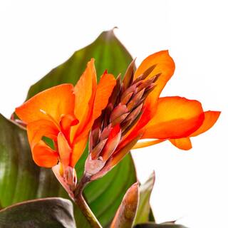 METROLINA GREENHOUSES 2.5 Qt. Cannova Bronze Orange Canna Lily Plant 81796