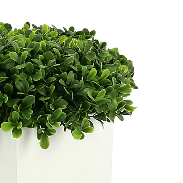 UV Rated Outdoor Boxwood in a Square Fiberstone Pot