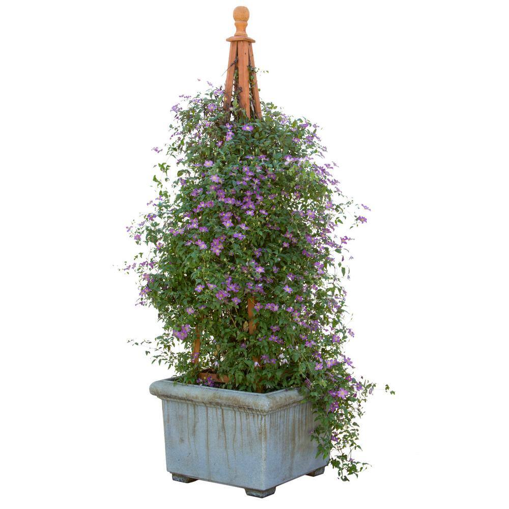 PROVEN WINNERS 1 Gal. Happy Jack Purple (Clematis) Live Shrub Purple Flowers CLMPRC1026101