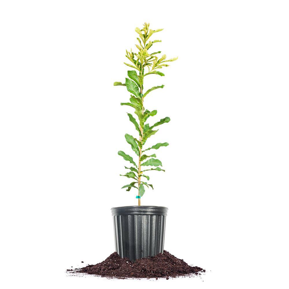 Perfect Plants Sawtooth Oak Tree 1 Gal. Growers Pot Deciduous Oak Tree THD-SawTOak-1G