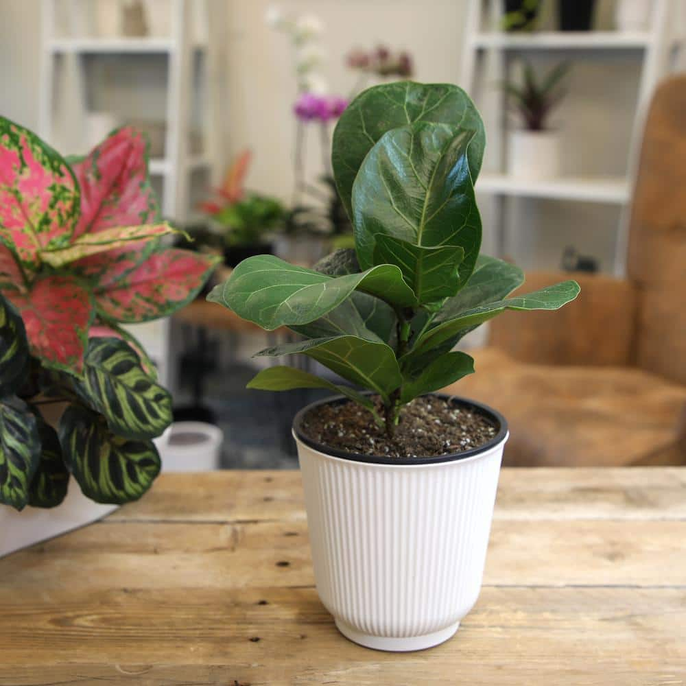 ALTMAN PLANTS Decorative Fiddle-Leaf Fig (Ficus Lyrata) Houseplant Indoor Plant Gift in 4.25 in. White Pot 0873201