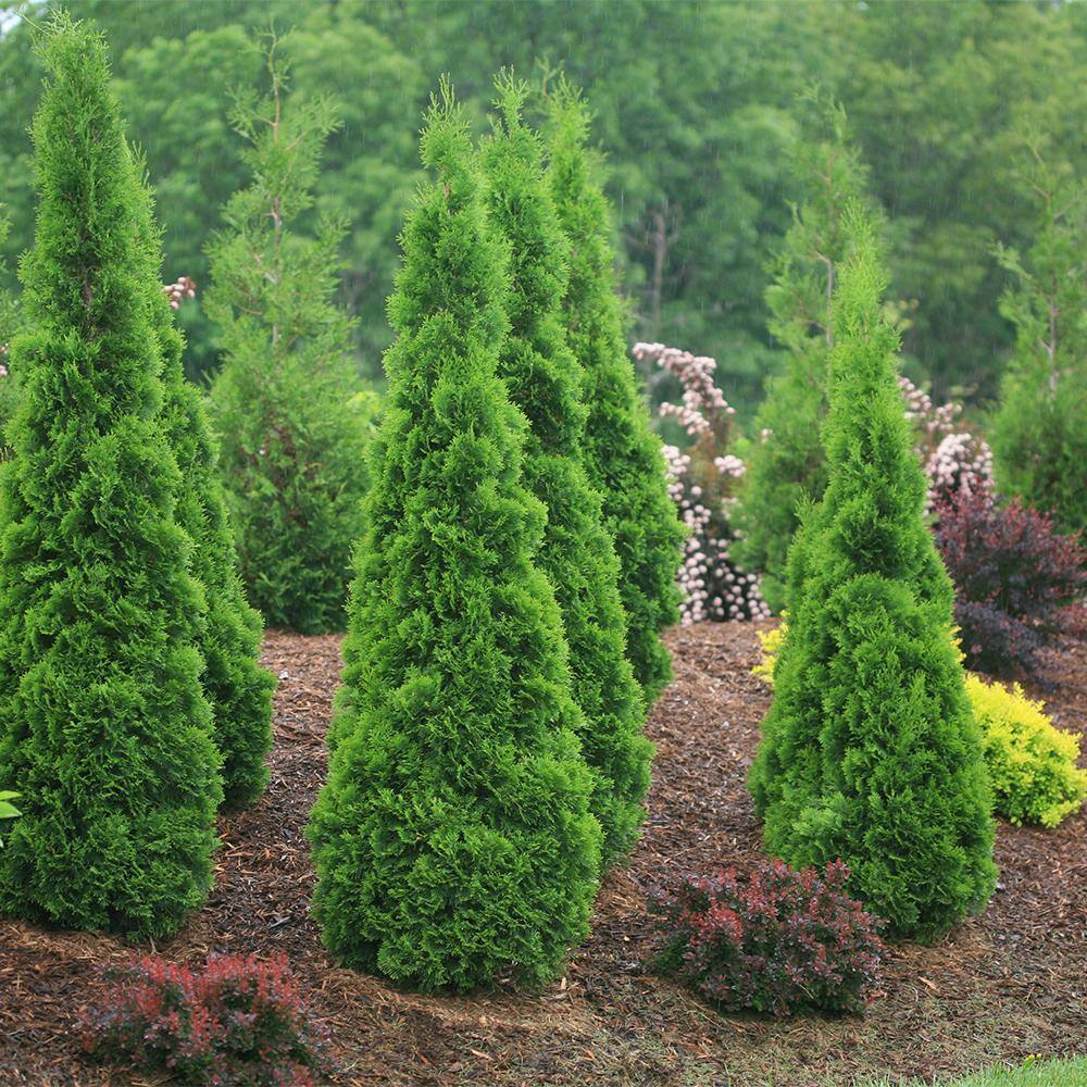 PROVEN WINNERS 2 Gal. Arborvitae North Pole Evergreen Shrub 17541