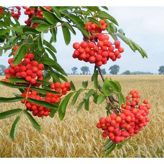 Online Orchards Rowan Mountain Ash Tree (Bare Root 3 ft. to 4 ft. Tall) SHMA001