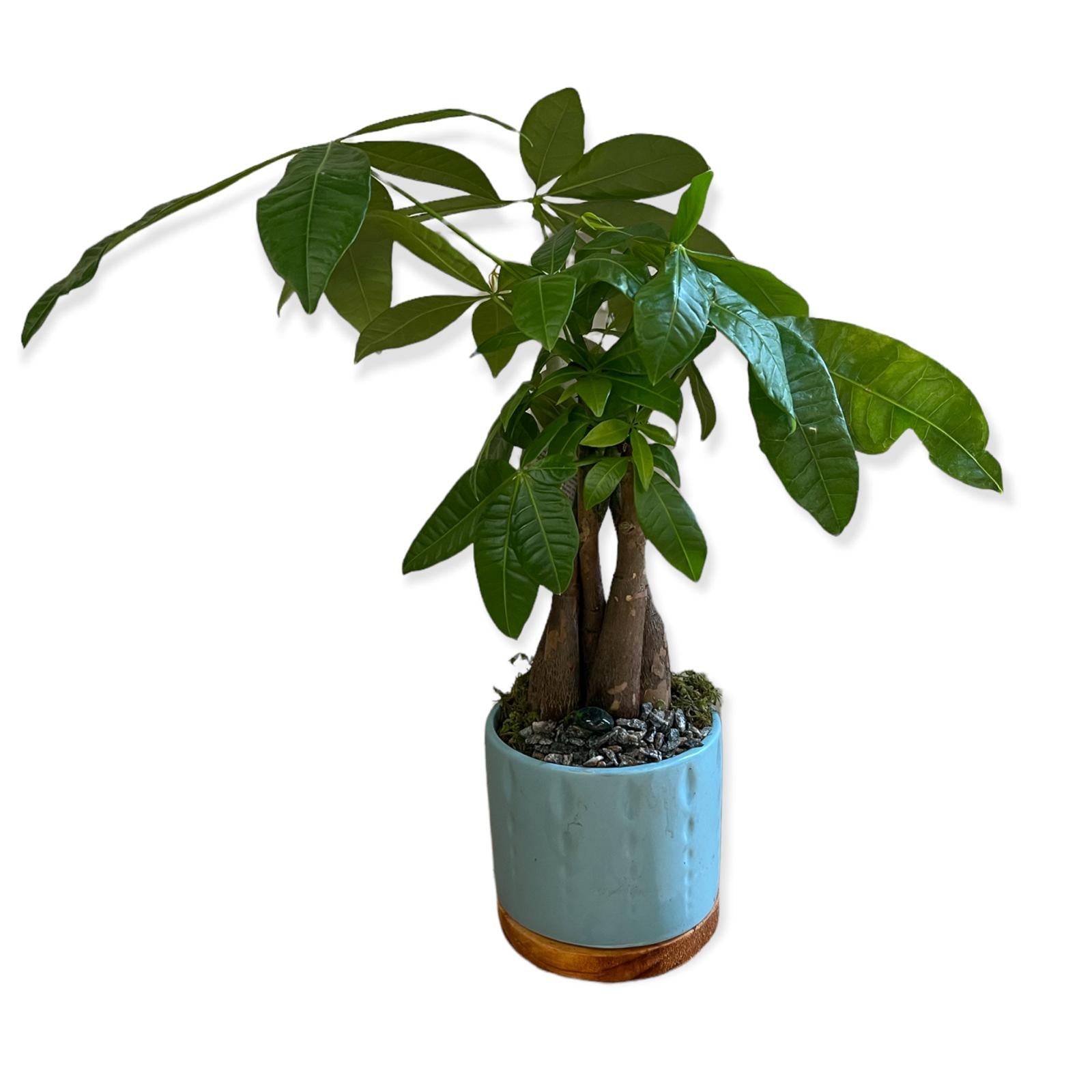 Live Plant: Bonsai Money Tree