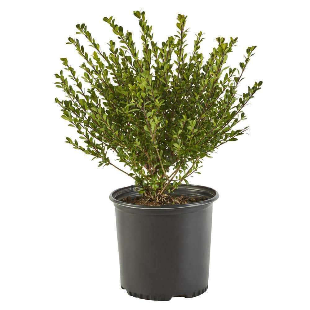 2.25 Gal. Compacta Holly (Ilex) Evergreen Shrub 14150