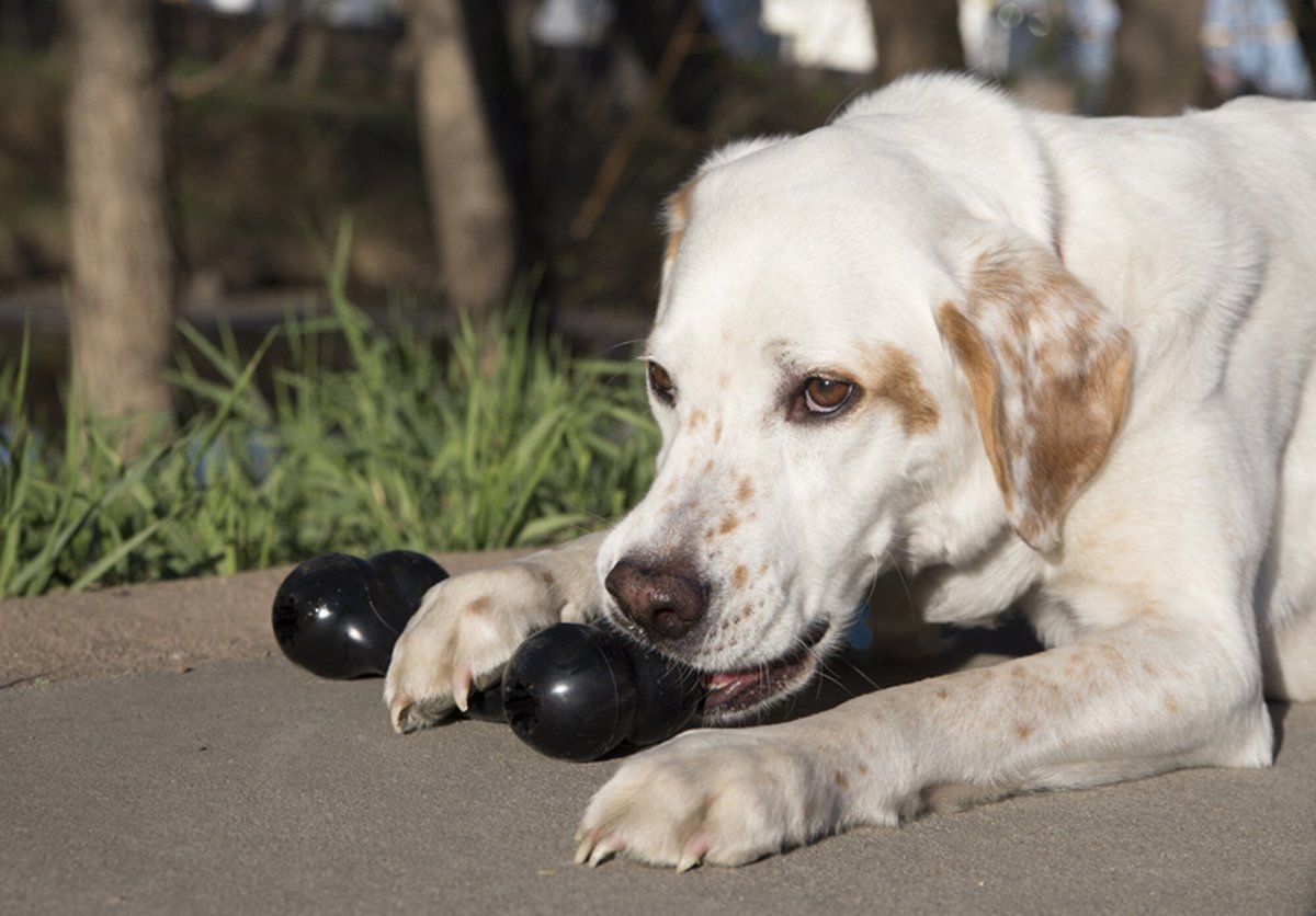 KONG Extreme Goodie Bone Dog Toy