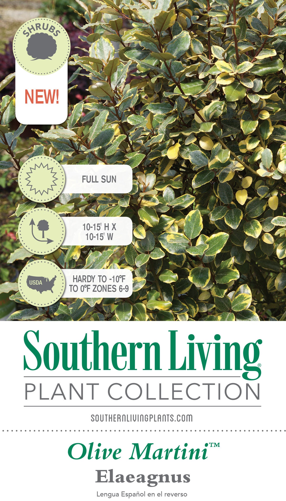 Olive Martini Elaeagnus (2 Gallon) Variegated Evergreen Shrub with Yellow and Green Foliage - Full Sun Live Outdoor Plant - Southern Living Plant Collection