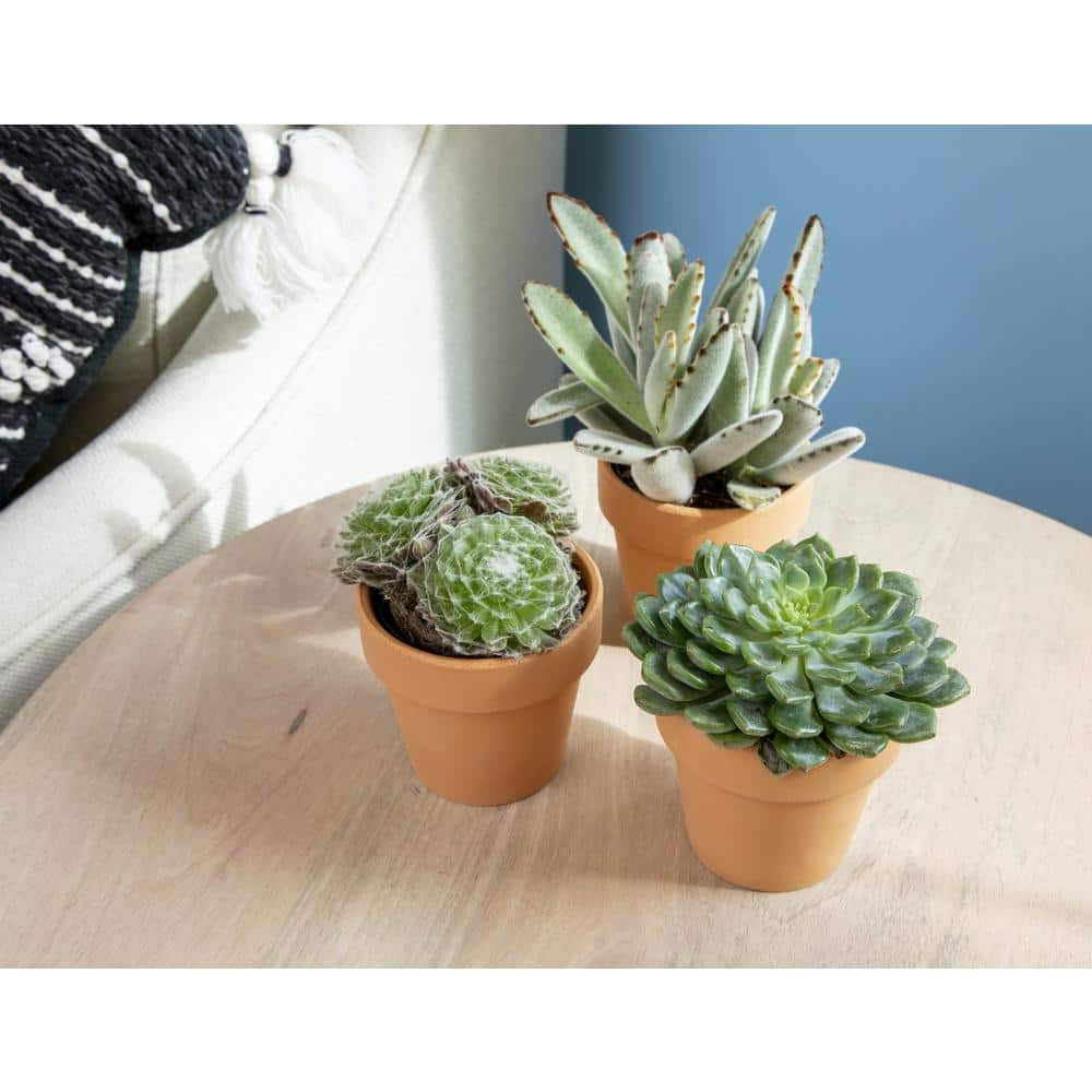 Altman Plants 2.5 in. Assorted Succulent 3-Pack in Terra Cotta Clay Pot 0872531