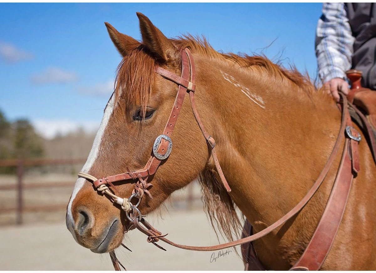 Weaver Leather Justin Dunn Bitless Horse Bridle