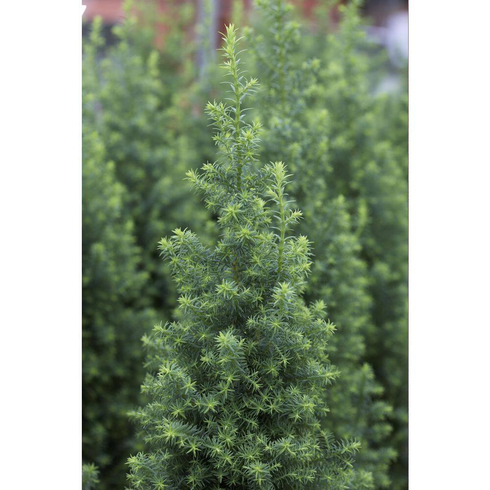 Spring Hill Nurseries 2.50 qt. Pot Electric Blue Deodora Cedar Live Evergreen Tree (1-Pack) 88690