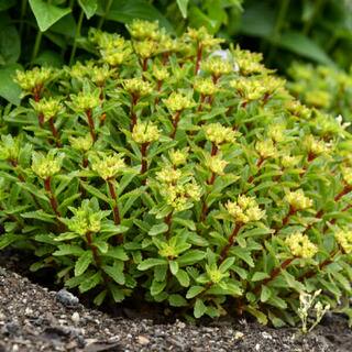 PROVEN WINNERS 0.65 Gal. Rock N Round Bright Idea Stonecrop (Sedum) Live Plant Yellow flowers and Green Foliage SEDPWP1147103