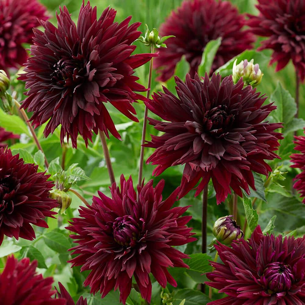 VAN ZYVERDEN Dahlias Black Touch Bulbs (Set of 3) 84129