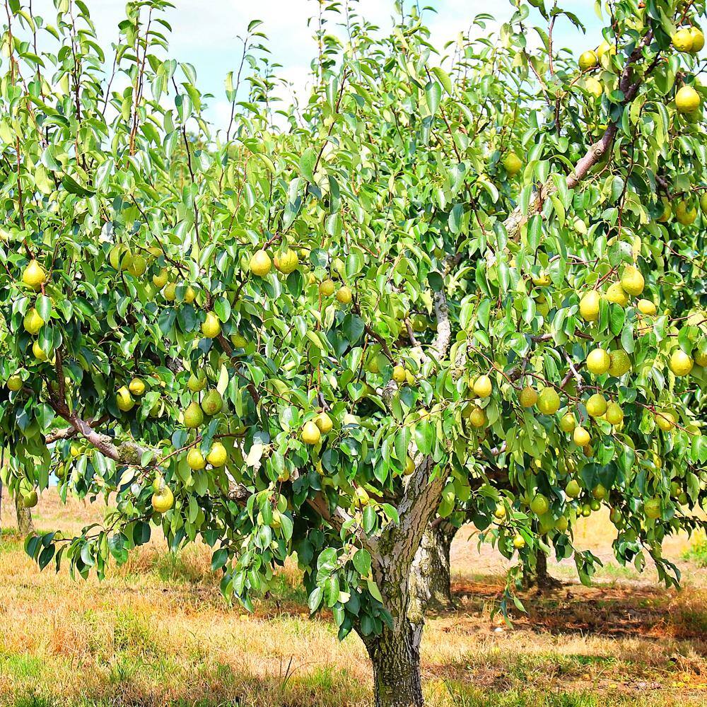 Orient Pear Fruit Tree PEAORI05G