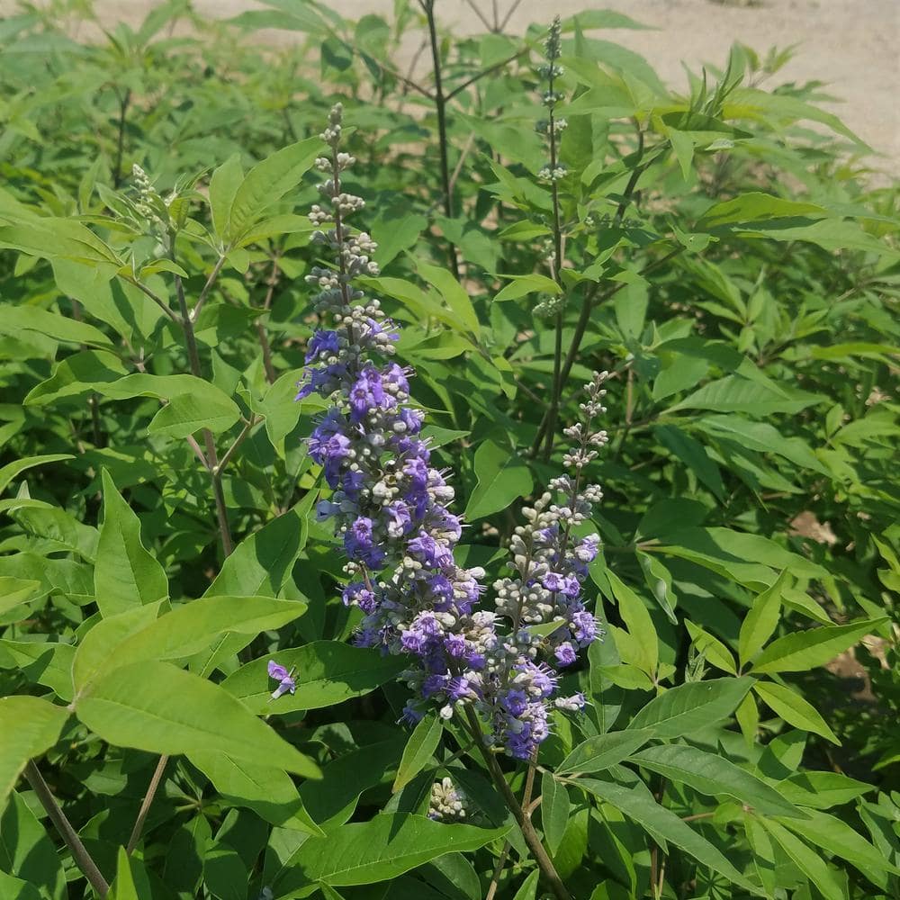 FLOWERWOOD 2.5 Gal - Shoal Creek Chaste Tree Vitex with Fragrant Purple Flower Clusters 57463FL