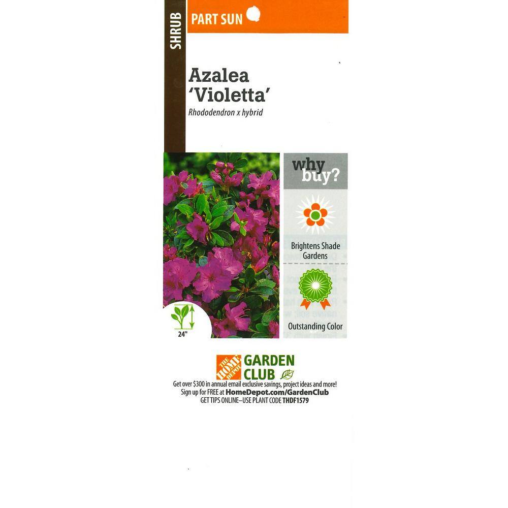 BELL NURSERY 1 Gal. Violetta Azalea Live Flowering Evergreen Shrub Purple-Pink Flowers AZLEA2VIO1PK