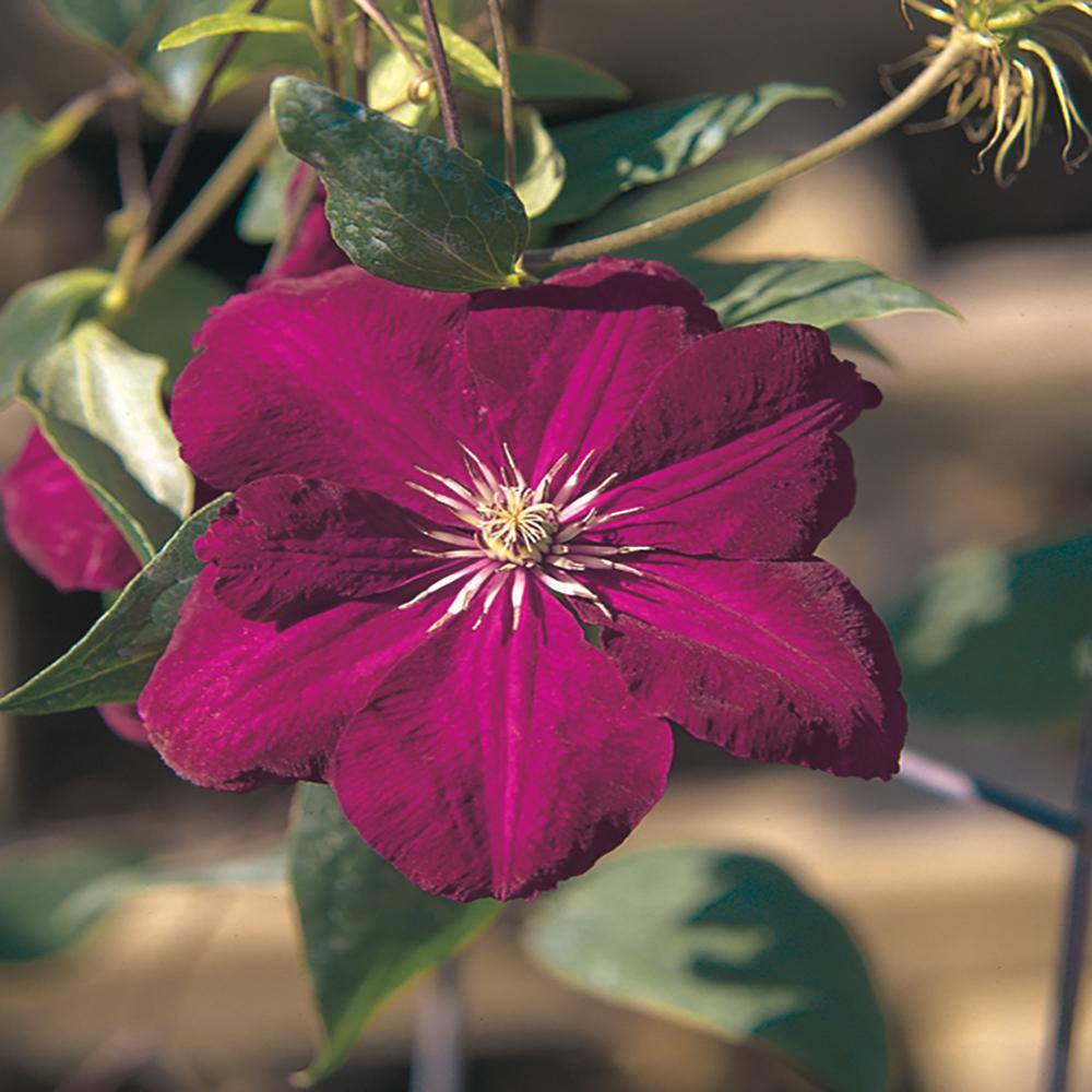 METROLINA GREENHOUSES 2.5 Qt. Westerplatte Red Clematis Plant 4059