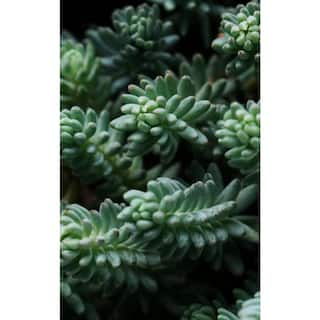 Cesicia Blue Spruce Stonecrop Spreading Plant (3-Pack) MMPlant04