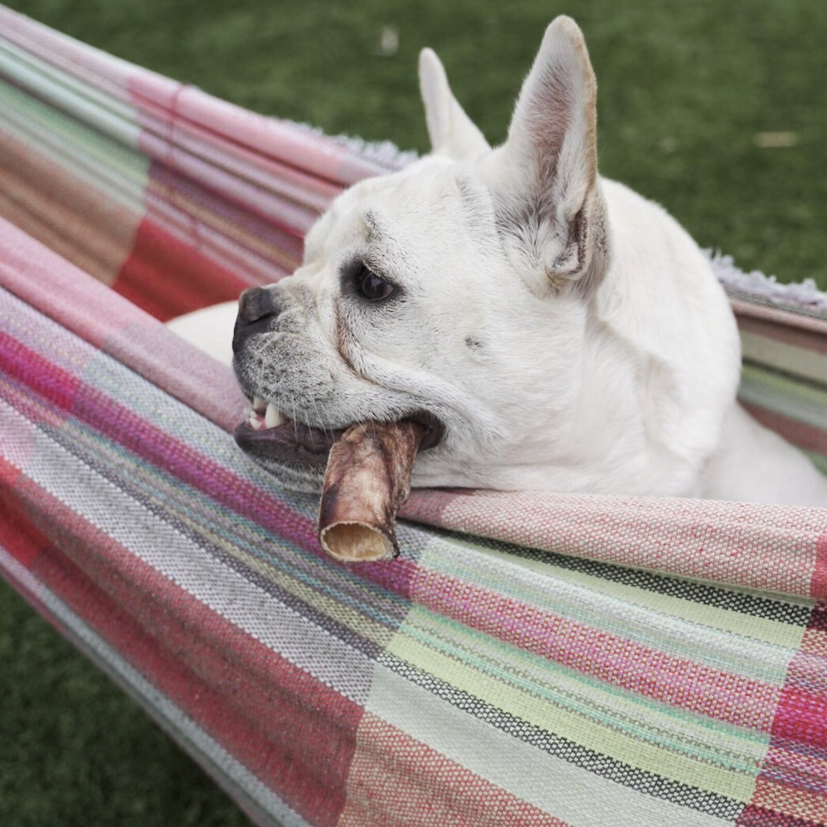 Flourish Bully Bites Freeze-Dried Dog Treats