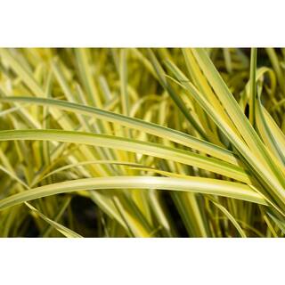 2.5 qt. Perennial Grass Acorus g. Ogon (2-Pack) 1470